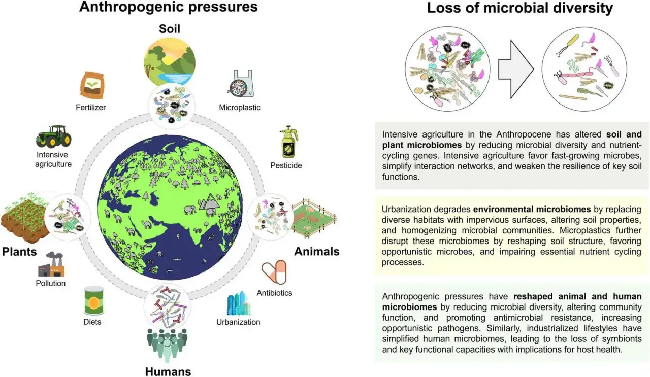 Ilustracja pokazuje, jak działalność człowieka wpływa na r&oacute;żnorodność mikrobiologiczną. Widzimy tu r&oacute;żne czynniki, takie jak nawozy, pestycydy i mikroplastik, kt&oacute;re negatywnie oddziałują na glebę, rośliny, zwierzęta i ludzi, prowadząc do utraty cennych...