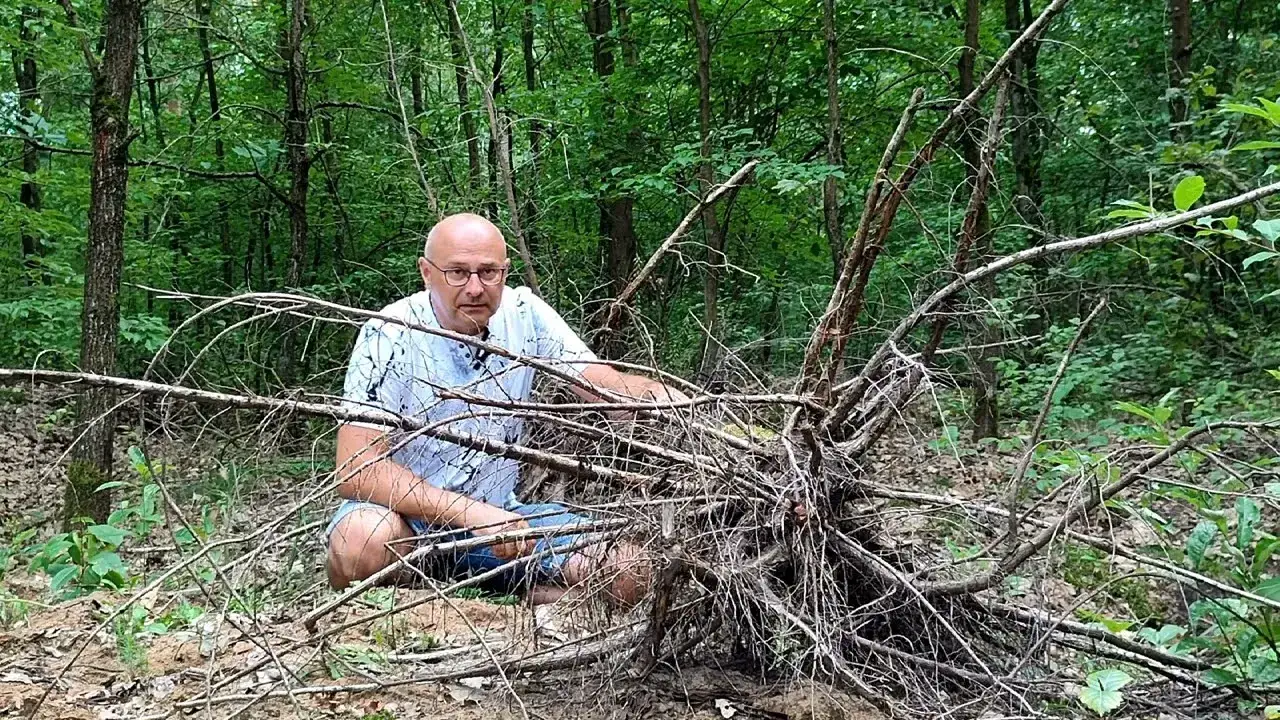 korzenie do akwarium znalezione w lesie