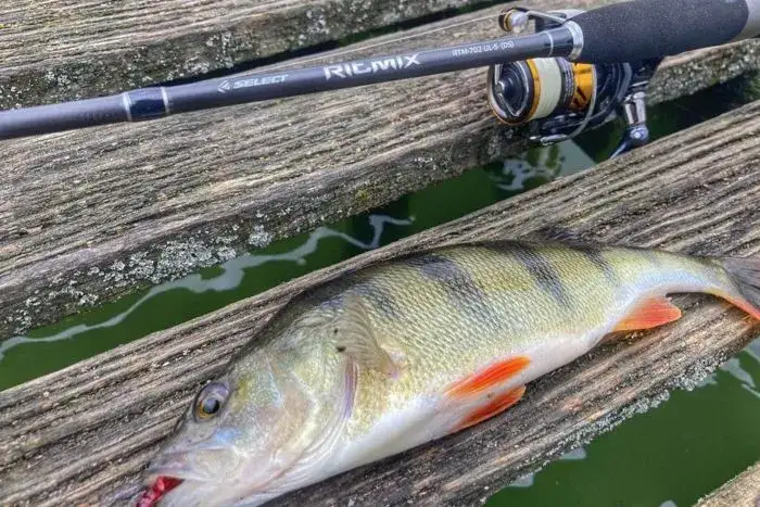 Zdjęcie Jaka wędka na okonia? Oto najważniejsze cechy do wyboru idealnej wędki