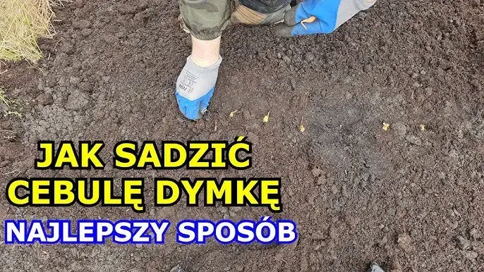 Zdjęcie Jak się sadzi cebulę? Sprawdź najlepsze metody i porady na sukces