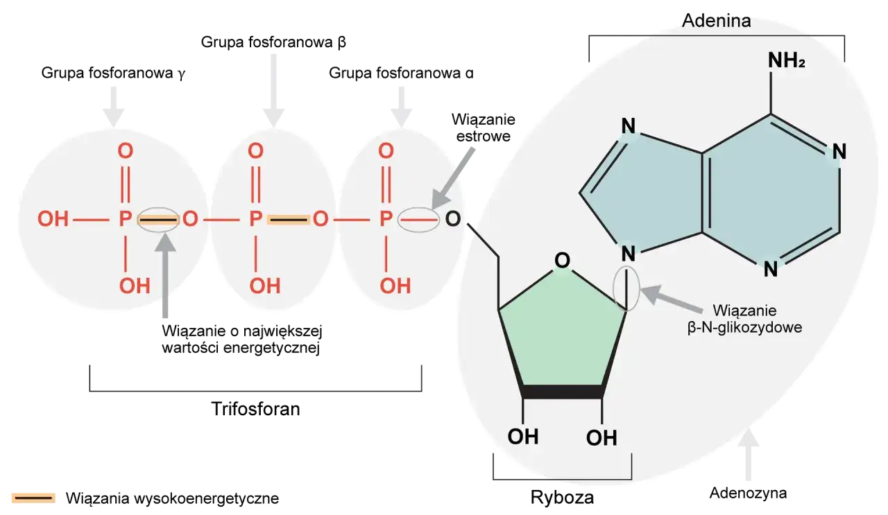 Budowa cząsteczki ATP schemat