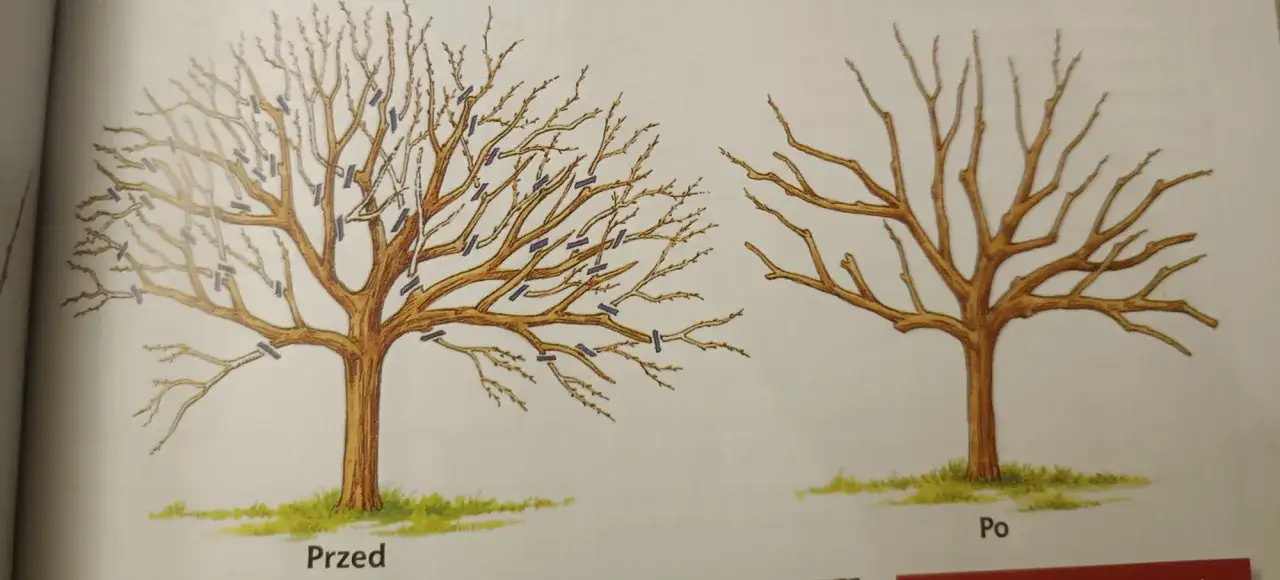 schemat cięcia jabłoni na obrączkę