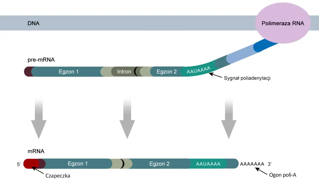 Obr&oacute;bka potranskrypcyjna mRNA splicing czapeczka ogon poli-A