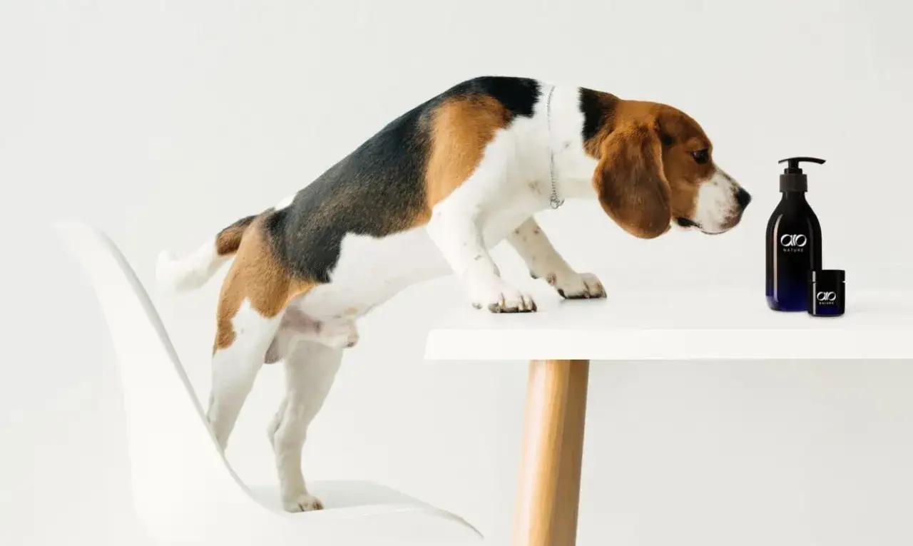 Zdjęcie Najlepszy szampon dla psa - jak uniknąć podrażnień i alergii