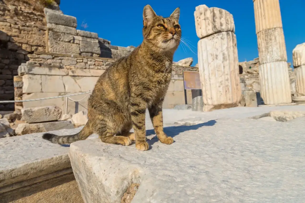 Pręgowany kot siedzi na kamiennych ruinach, zastanawiając się, ile żyć ma kot 7 czy 9 powiedzenie.