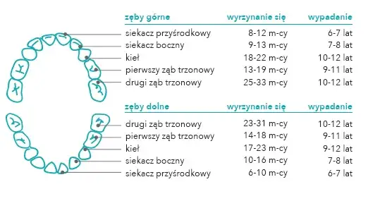 Uzębienie mleczne i stałe dziecka schemat