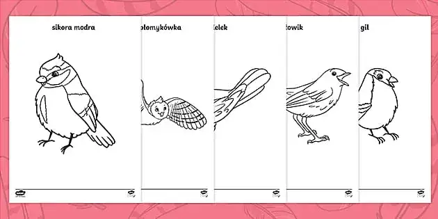 r&oacute;żne gatunki ptak&oacute;w do rysowania dla dzieci i początkujących