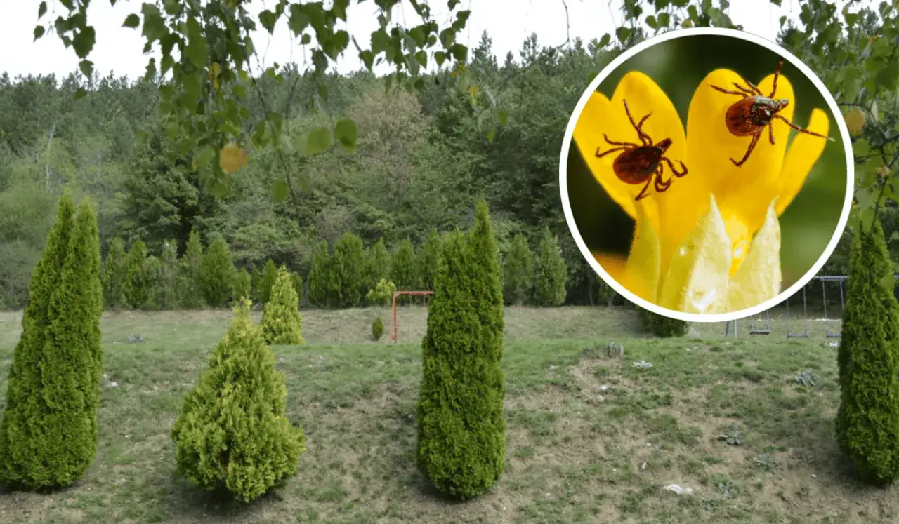Wokół zielonych tuj widać las. W okręgu zbliżenie na dwa kleszcze na żółtym kwiecie, sugerujące, czy kleszcze są w tujach.