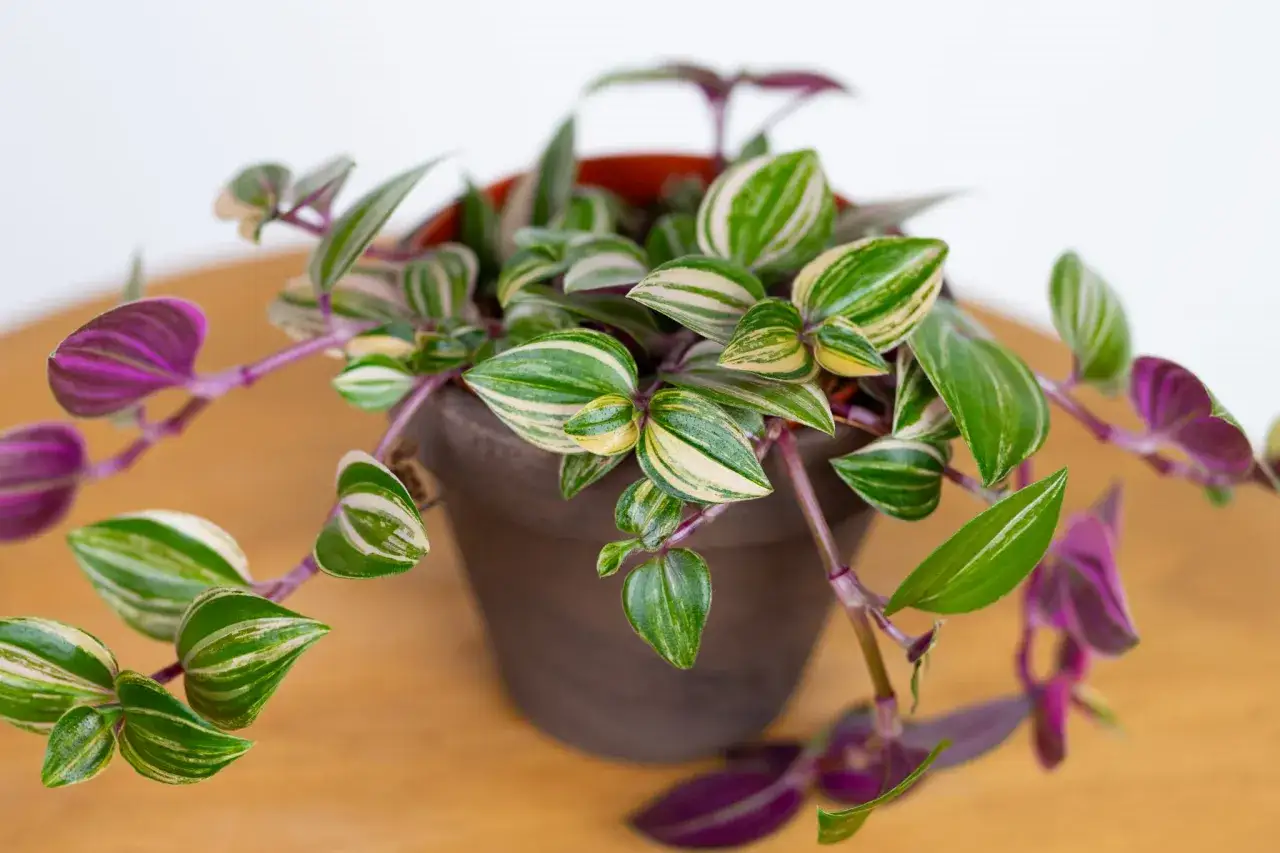 Trzykrotka w doniczce, z liśćmi zielono-białymi i fioletowymi. Czy trzykrotka jest trująca dla kota? Nie, jest bezpieczna.