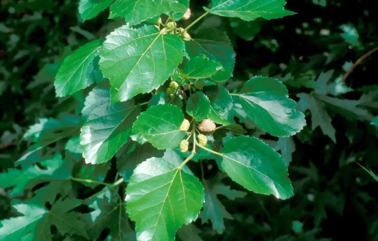 Zielone liście i niedojrzałe owoce morwy. Czekamy na słodkie owoce, morwa na co?