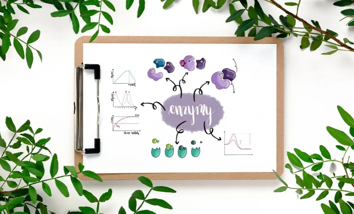 Mapa myśli możliwości kariery biotechnologia medyczna