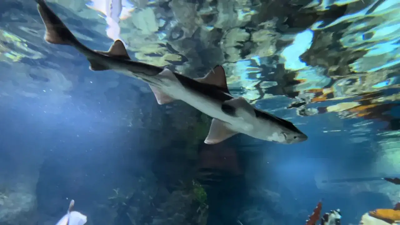 Rekin pływa w akwarium, zastanawiam się, które lepsze oceanarium gdańsk czy gdynia.