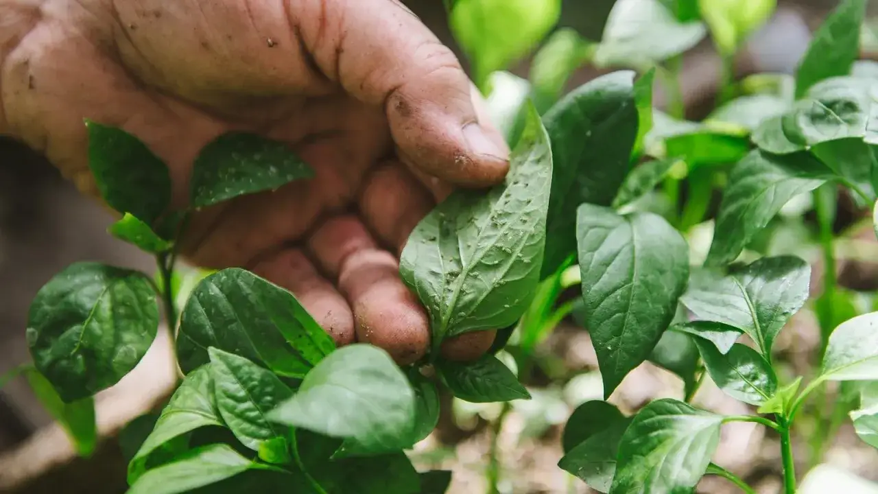 Dłoń sprawdza liście papryki, na których widać mszyce. Wkrótce zastosowana zostanie woda z octem na mszyce, by uratować rośliny.