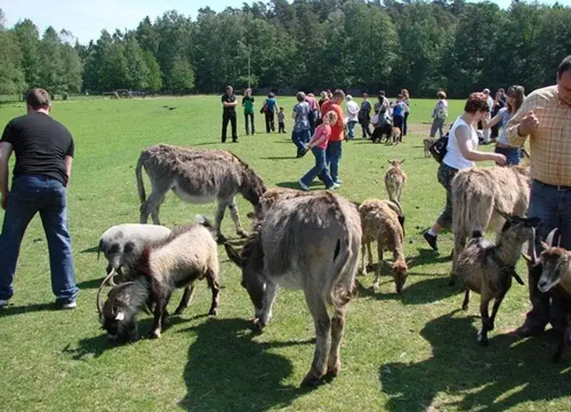 Park Dzikich Zwierząt Kadzidłowo zwierzęta