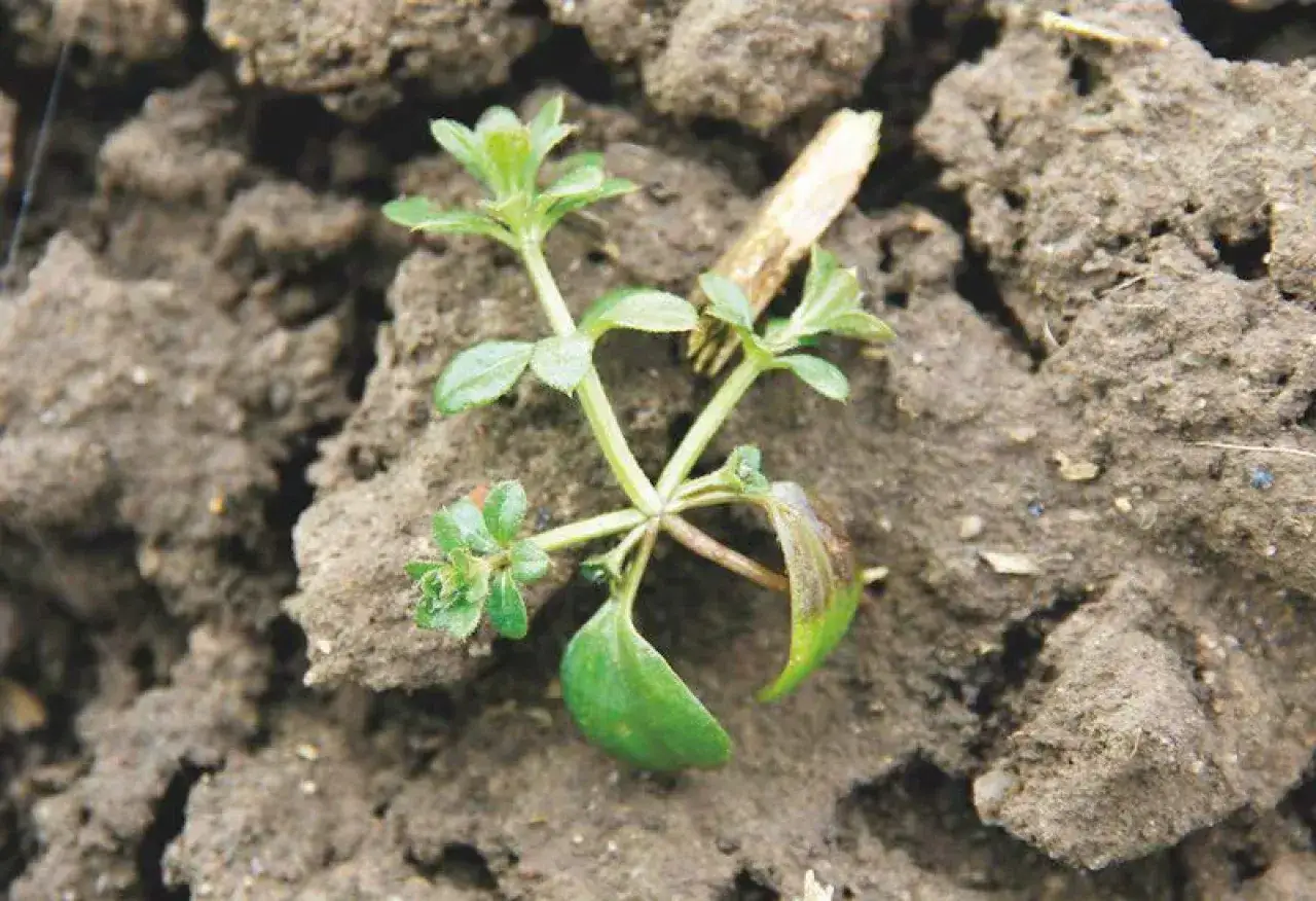 Młoda roślina, pospolity chwast zbożowy, wyrasta z wilgotnej ziemi.