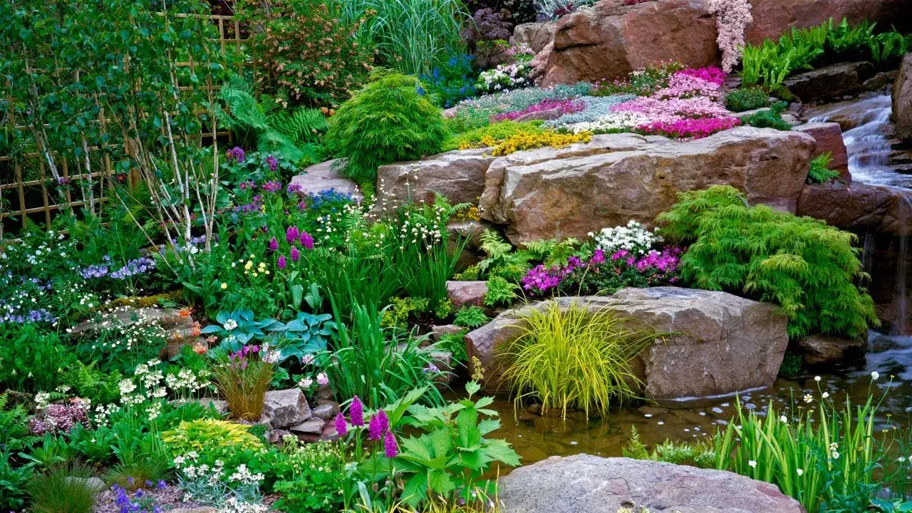 r&oacute;żnorodny skalniak słoneczny w pełni kwitnienia