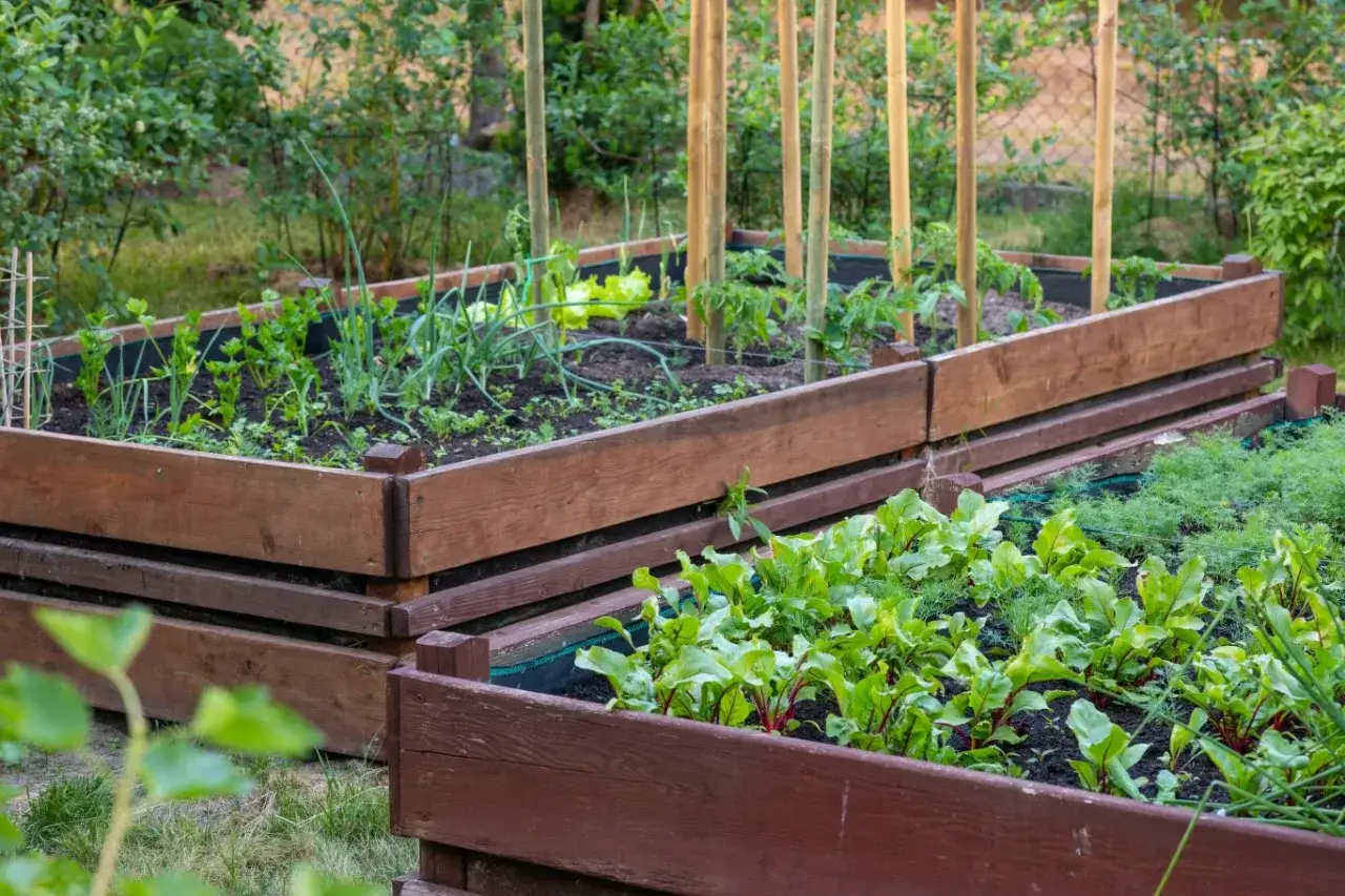 Podniesione grządki z warzywami, jak sałata, cebula i buraki. W tle paliki do podtrzymywania roślin. Idealne miejsce na wapno na działkę.