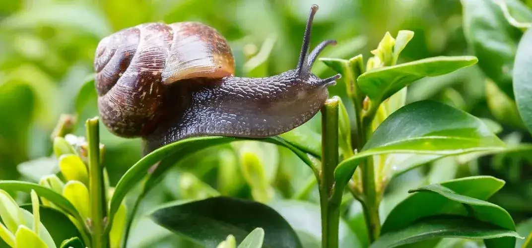 Naturalni wrogowie ślimak&oacute;w w ogrodzie