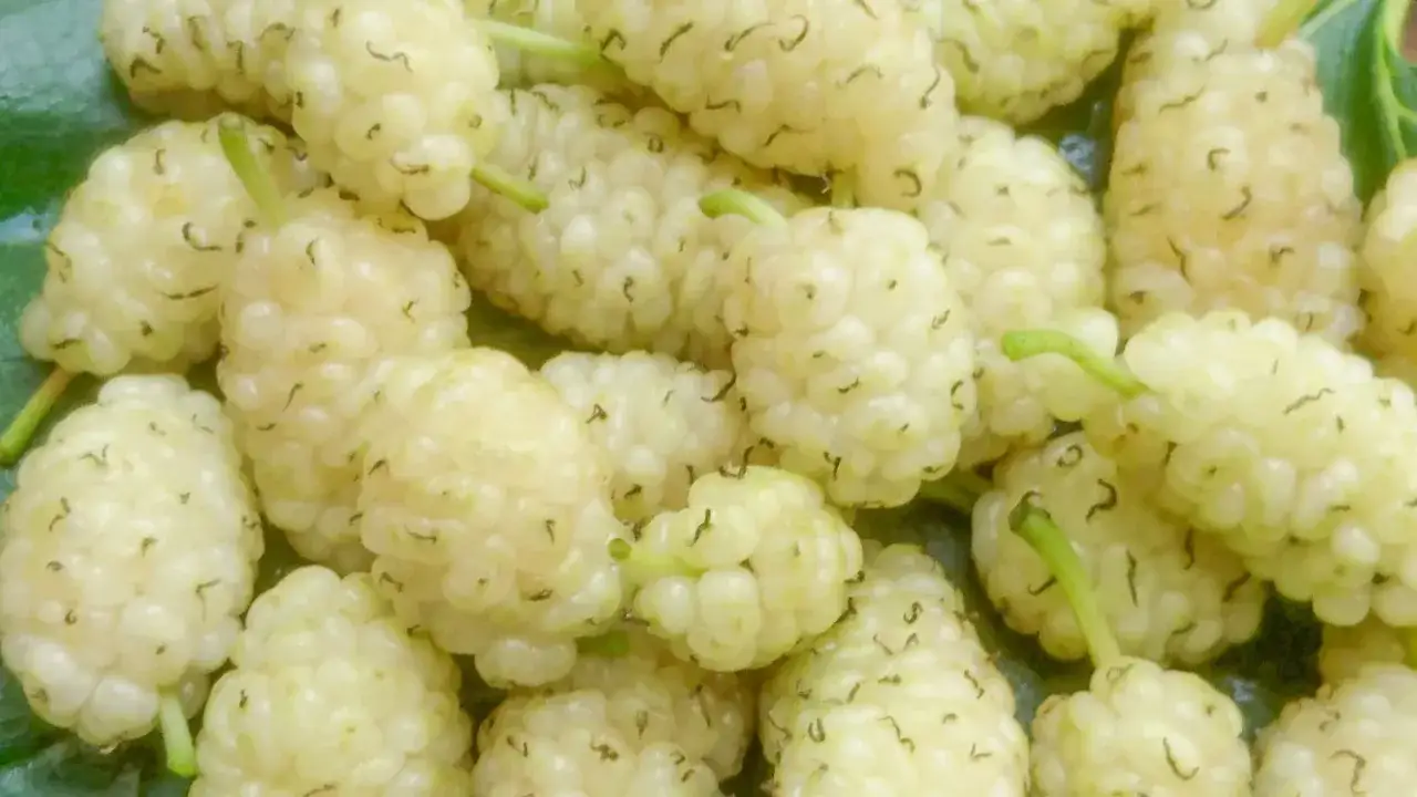 Biała morwa, znana ze swoich właściwości wspierających tarczycę, prezentuje się w całej okazałości.