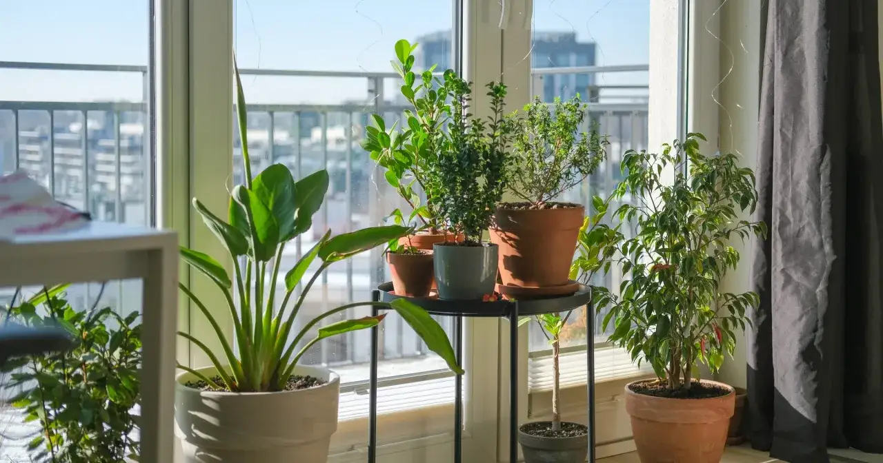 Zielone rośliny doniczkowe przy oknie. Dowiedz się, dlaczego warto hodować rośliny doniczkowe i stwórz własną, zieloną oazę.