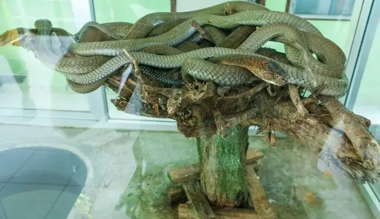 Idealne terrarium dla węża z kryj&oacute;wkami i miską wody