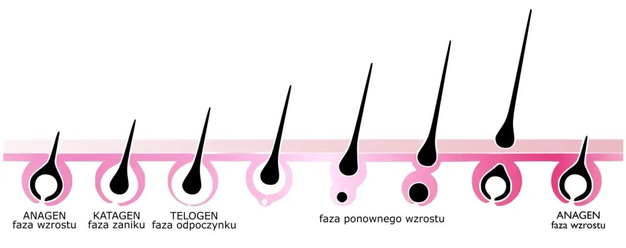 naturalny cykl życia rzęsy diagram faza anagenu katagenu telogenu