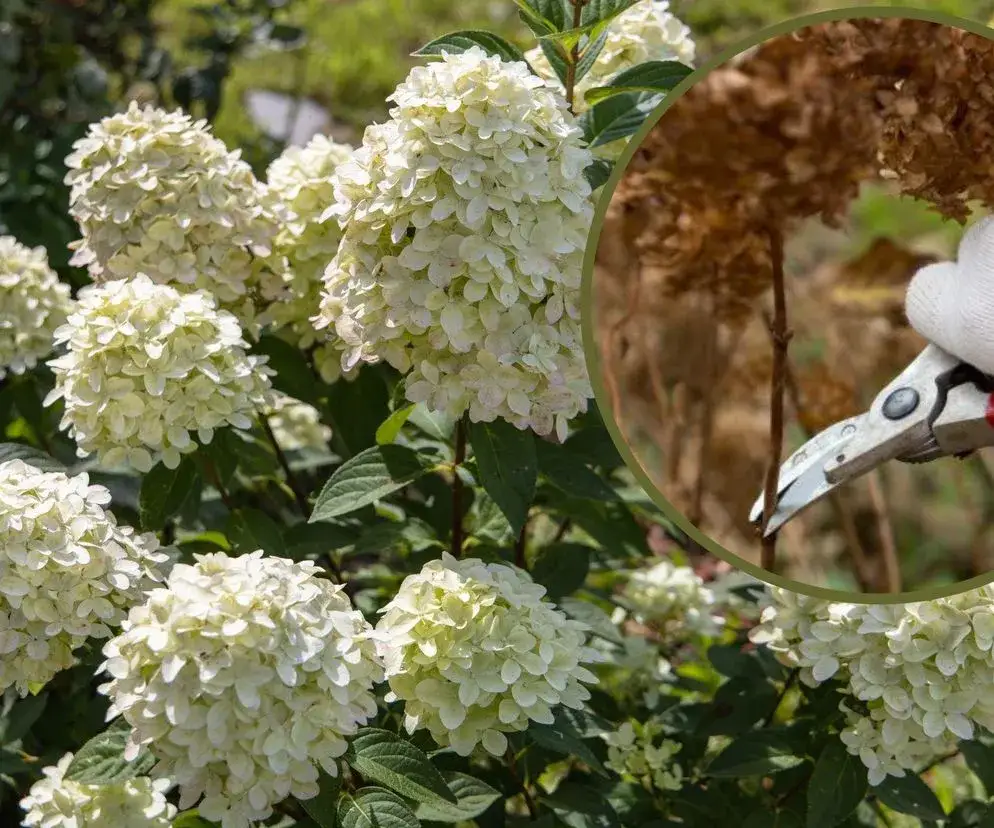 Hortensja bukietowa wczesną wiosną przed cięciem