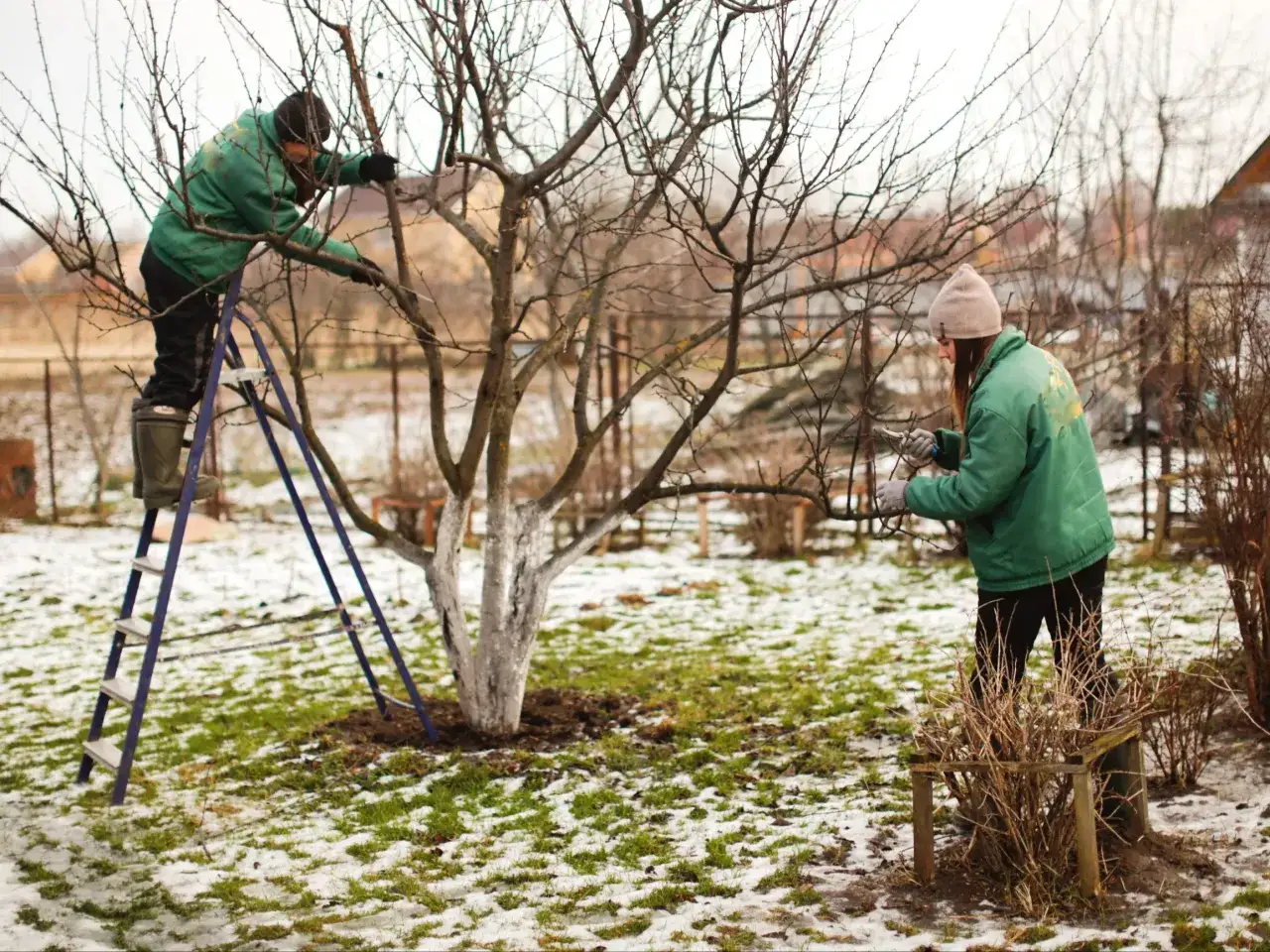 Osoby przycinają drzewa w ogrodzie. Czy morwę się przycina? Tak, widać to na zdjęciu.