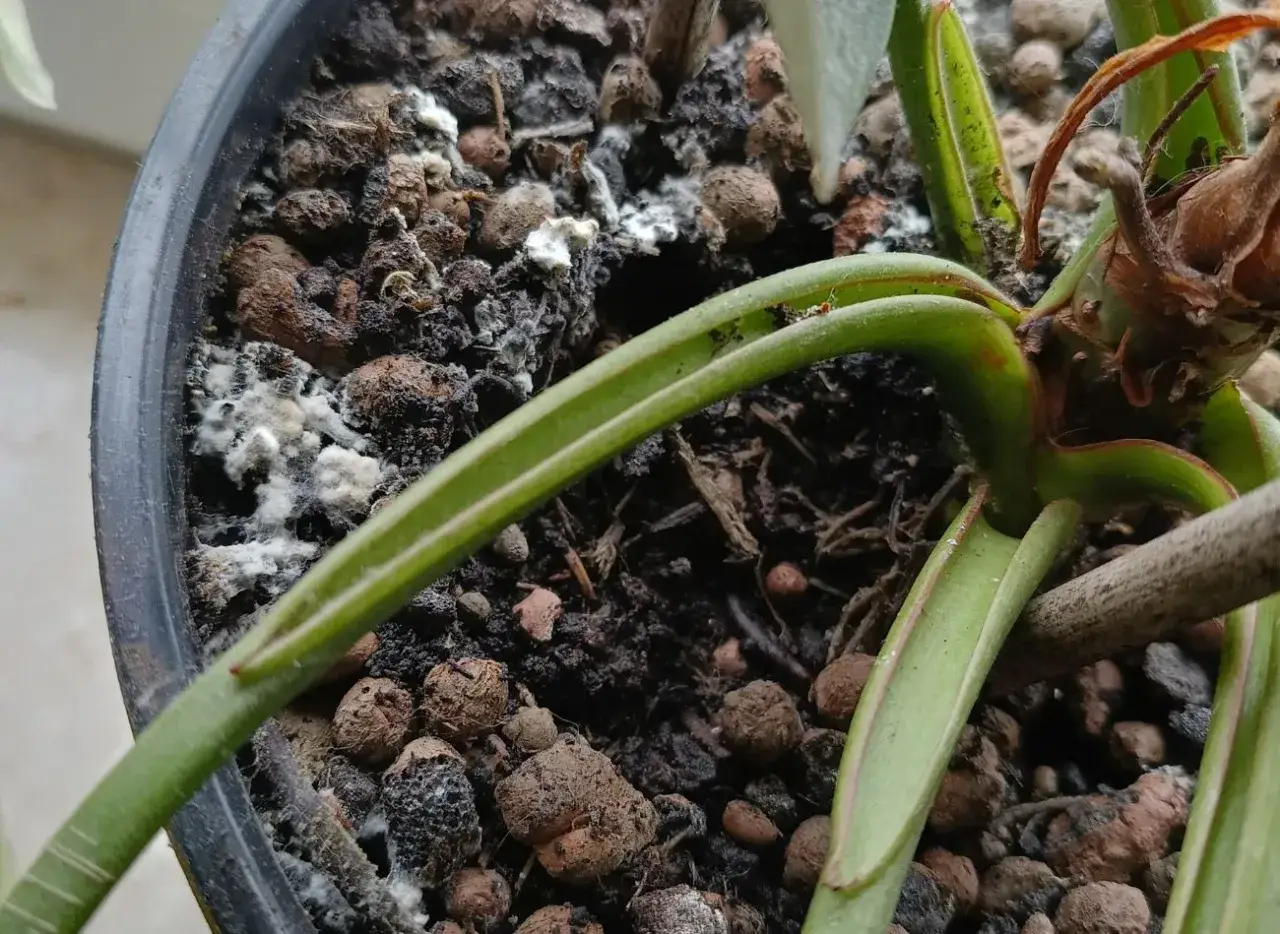 Biały nalot, przypominający pleśń, pokrywa ziemię w doniczce. Widać fusy z kawy, które mogły przyczynić się do problemu.