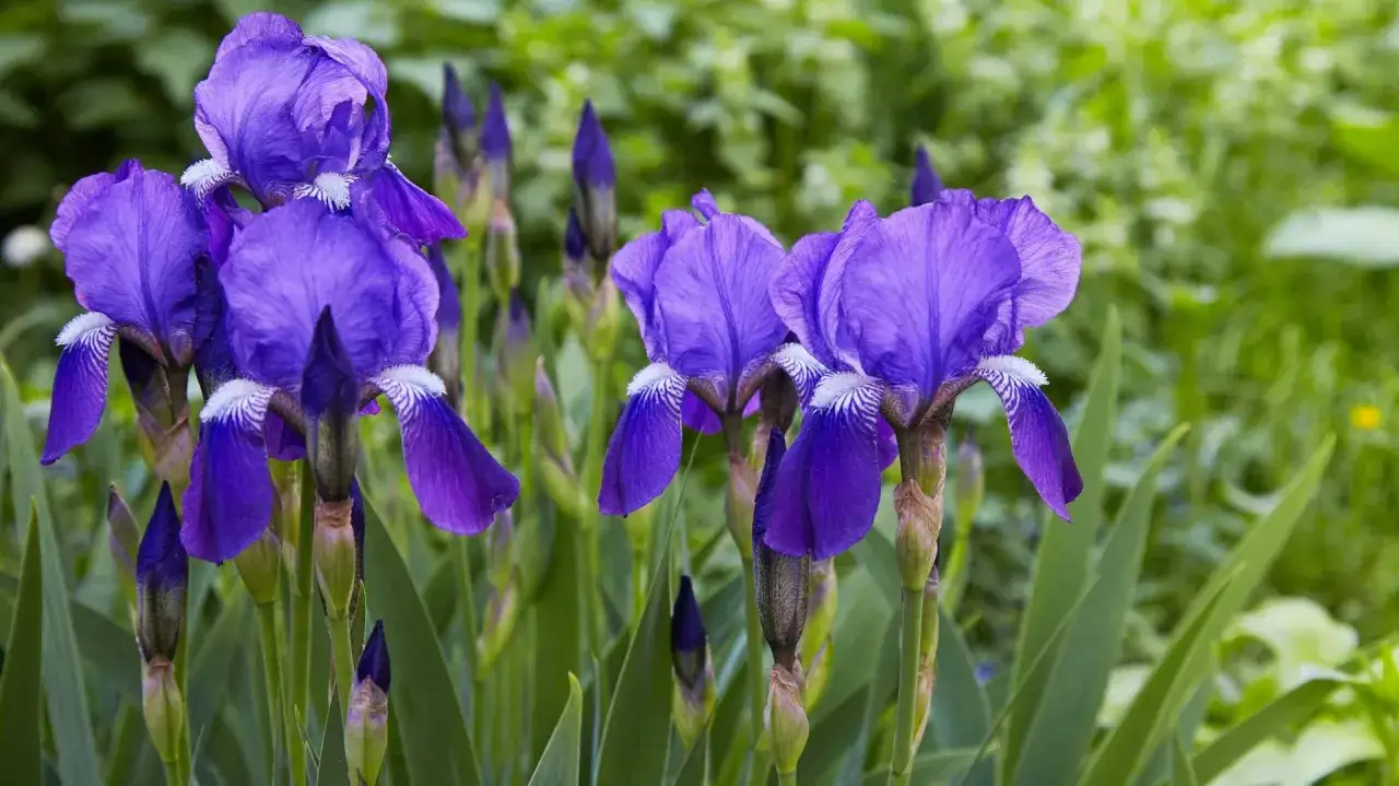 Fioletowe kosaciec inaczej, kwitnące w ogrodzie, z zielonym tłem.