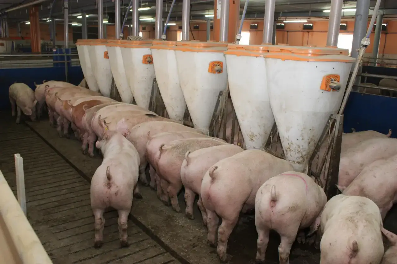 domowe sposoby na zapach knura