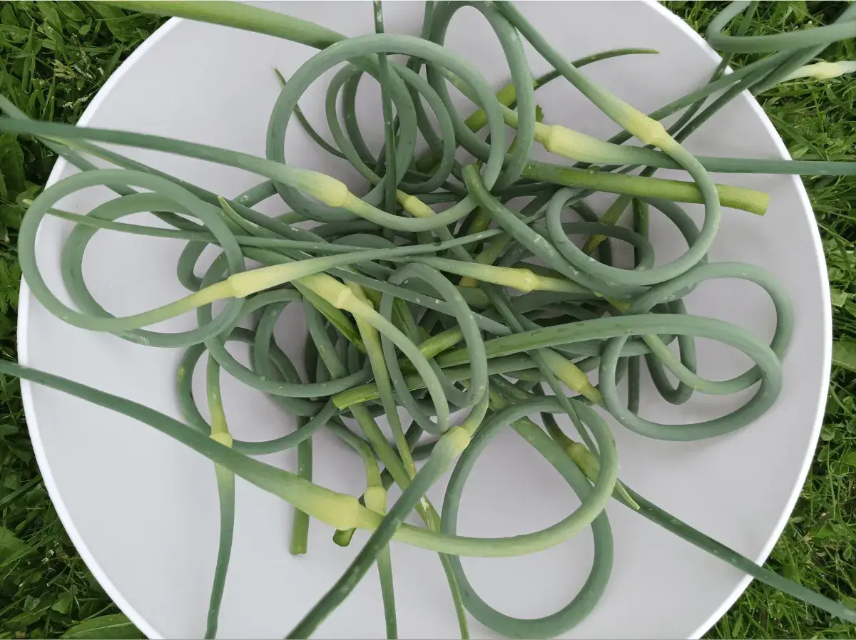 ogławianie czosnku jak usunąć pędy