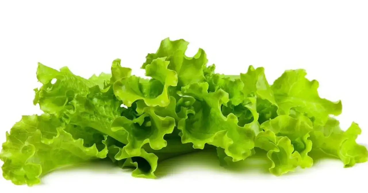 zagrożenia bakterie sałata paczkowana