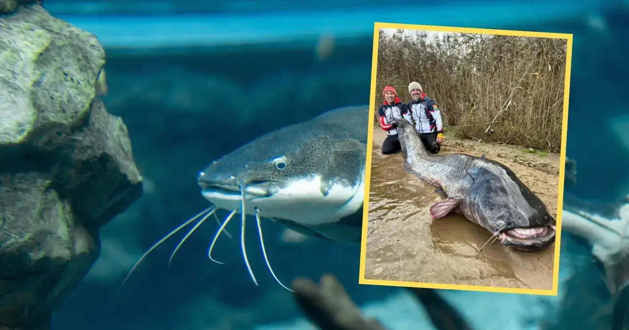 Wielki sum na brzegu, obok wędkarzy. Warto wiedzieć, ile żyje sum na wolności, by docenić takie okazy.