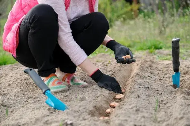 kiedy sadzić mieczyki kalendarz