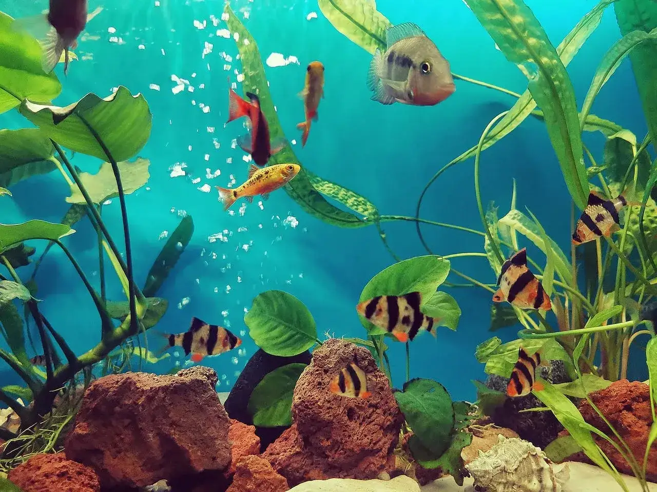 Kolorowe rybki pływają wśród roślin i kamieni. Widać, jak śpią rybki w akwarium, niektóre odpoczywają na dnie, inne unoszą się w toni.