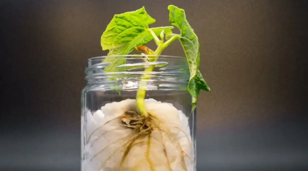 dziecko obserwujące fasolę w słoiku