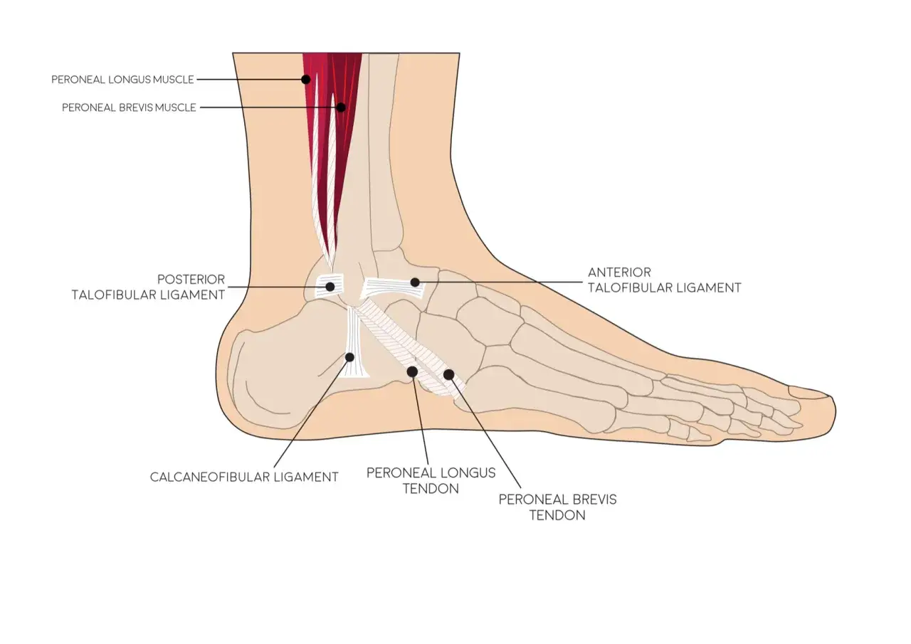 Anatomia stawu skokowego z zaznaczonymi mięśniami i więzadłami, kt&oacute;re mogą powodować b&oacute;l kostki po bieganiu.