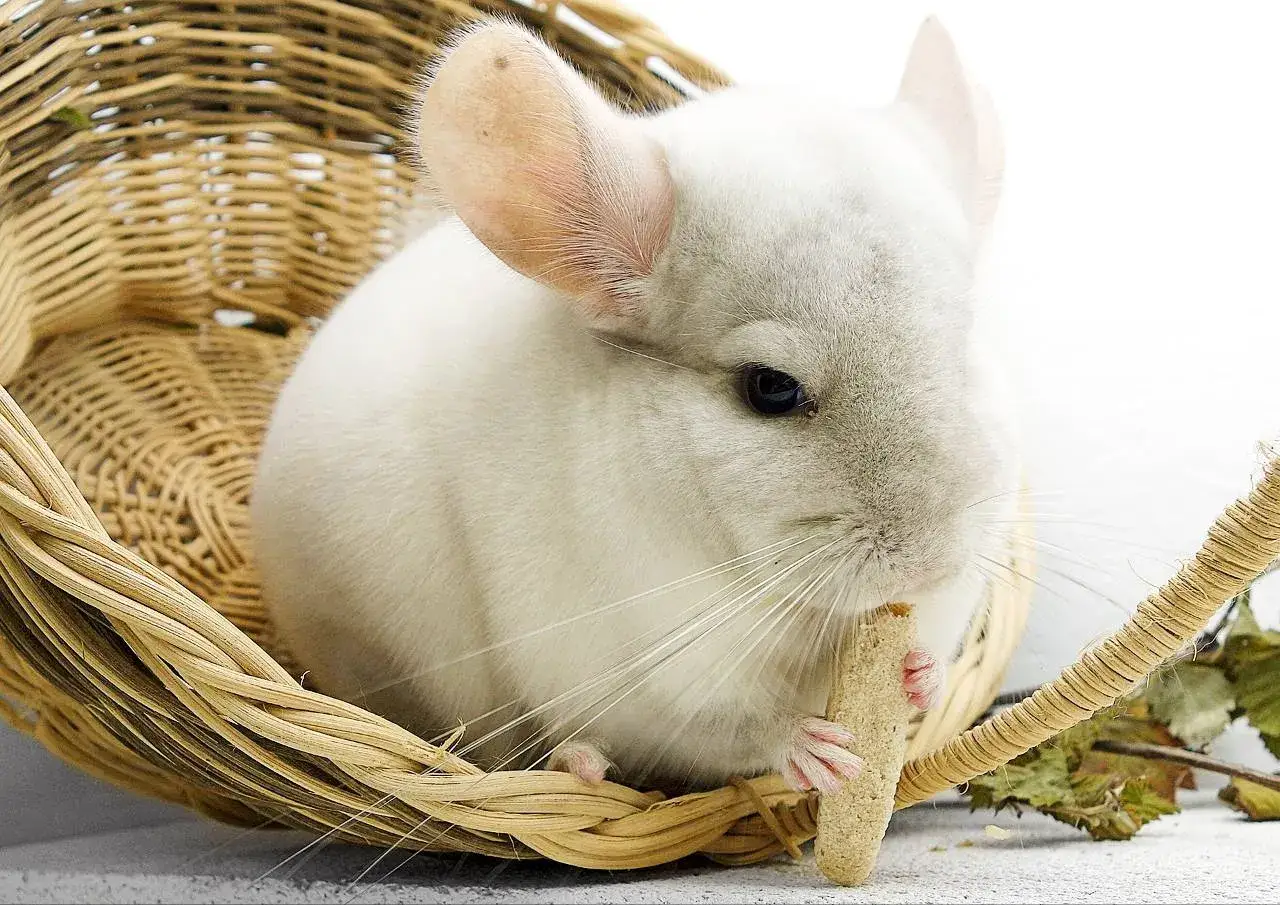 Biała szynszyla siedzi w wiklinowym koszyku i chrupie przysmak. To pokazuje, co jedzą szynszyle.