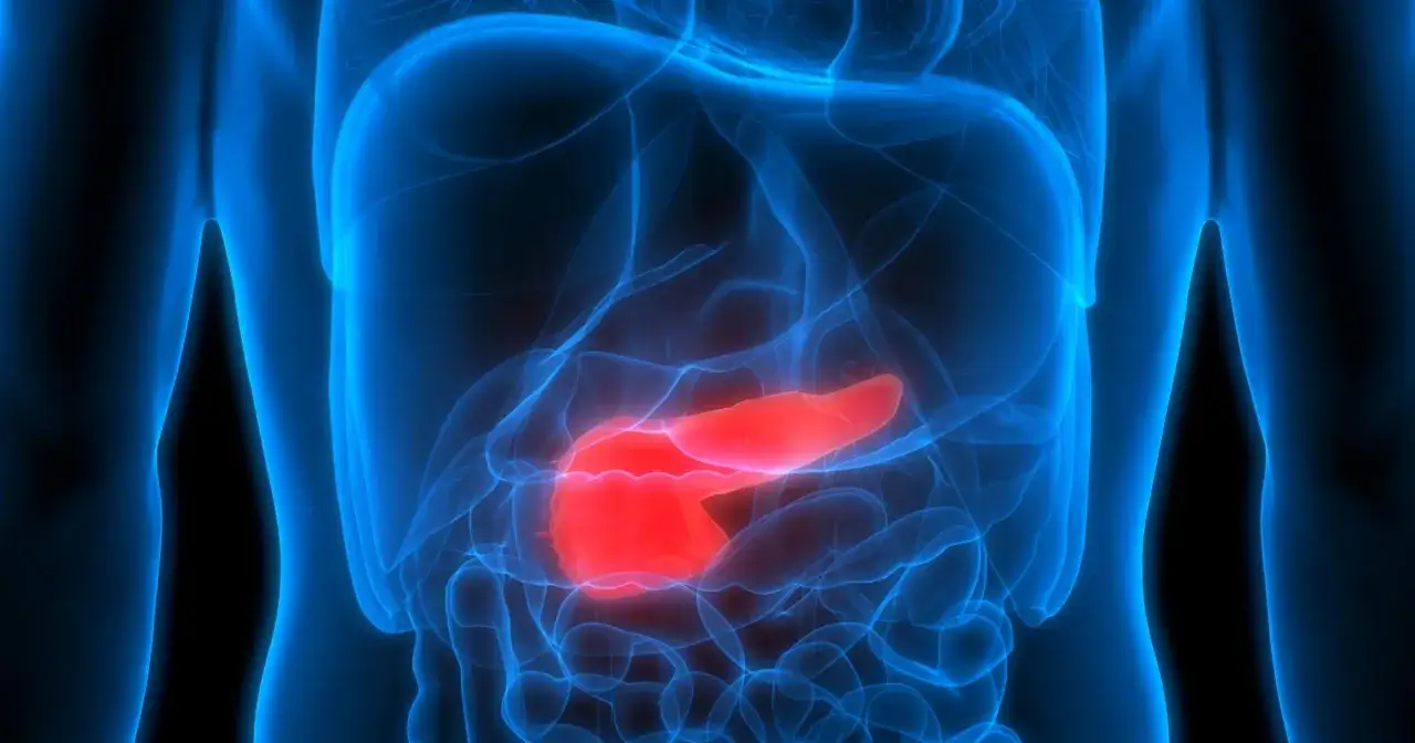 Widok jamy brzusznej z podświetloną na czerwono trzustką, kluczowym organem trawiennym.