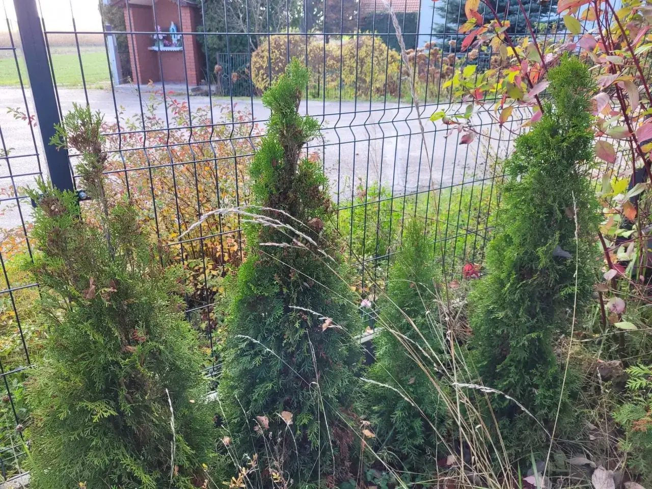 Cztery młode tuje za siatką. Widać suche źdźbła traw i jesienne liście. Czy kleszcze są w tujach?