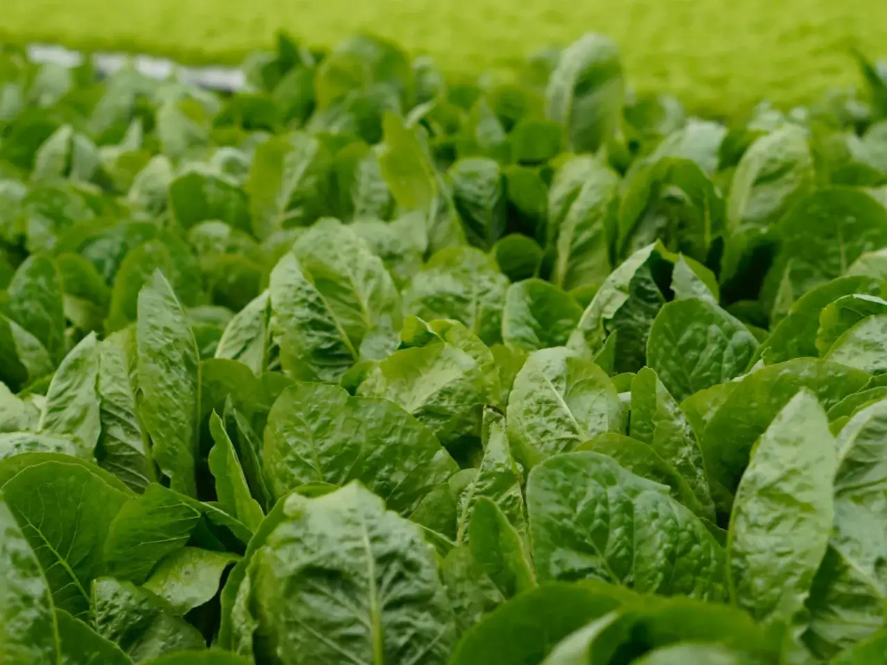 Gęsto rosnące, soczyste liście sałaty rzymskiej. Czy szpinak po ścięciu odrasta? Sałata rzymska, podobnie jak szpinak, potrafi odrastać po zbiorze.
