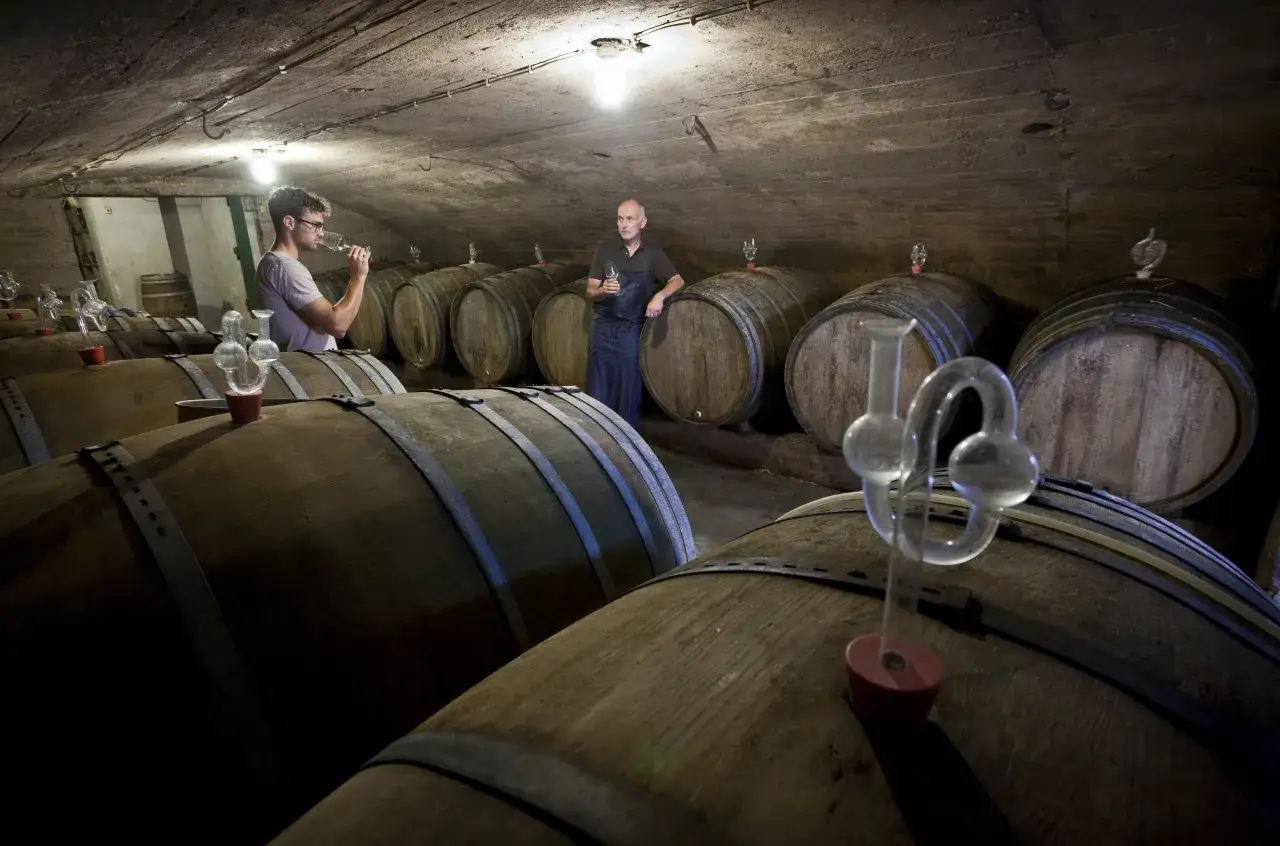 W piwnicy winnicy dwaj mężczyźni degustują wino z beczek. Jeden z nich zastanawia się, kiedy dodać spirytus do wina.