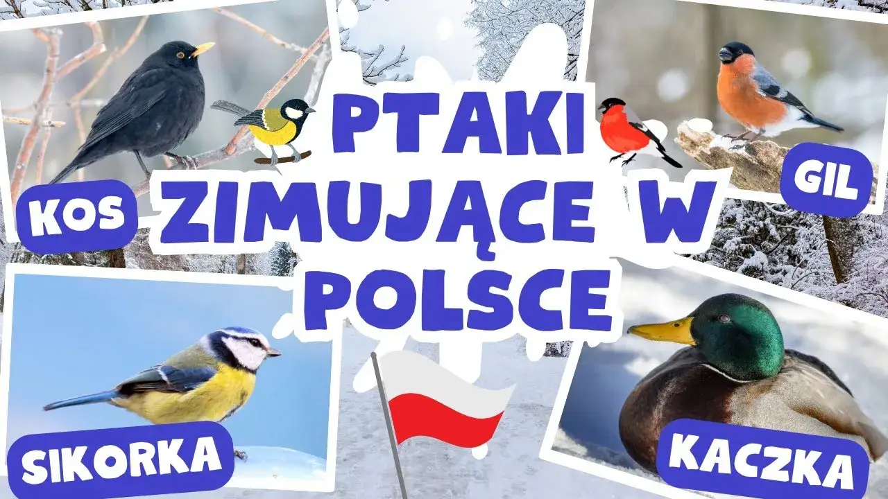 Zdjęcie Gdzie zimują ptaki? Poznaj sekrety migracji i zimowych schronień ptaków