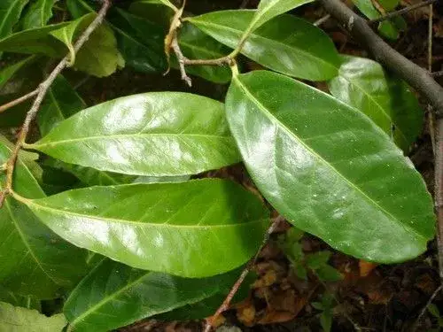 Zdjęcie Czy laurowiśnia jest trująca dla psa? Poznaj objawy zatrucia i zagrożenia