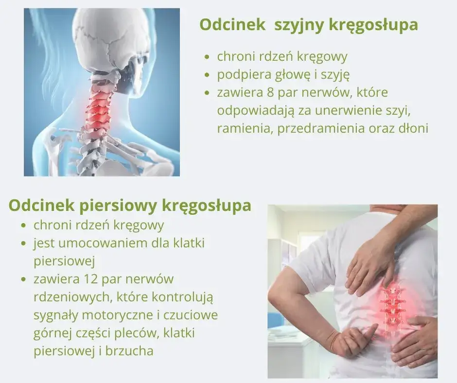 Zdjęcie Najlepszy lekarz od kręgosłupa - poznaj wszystkich specjalistów i ich role