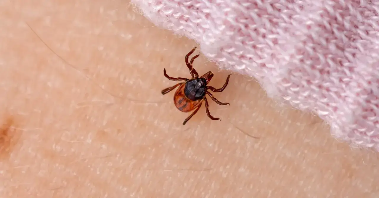 Zdjęcie Czy kleszcze są w zimę? Dowiedz się, jak uniknąć zagrożeń