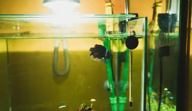 Zdjęcie Jak zamontować grzałkę w akwarium - uniknij najczęstszych błędów