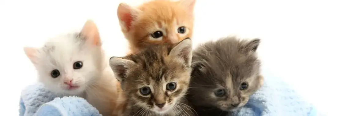 Zdjęcie Kocurek czy kotka – co wybrać, aby uniknąć problemów z zachowaniem?