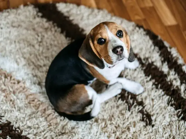 Zdjęcie Ile węgla aktywnego dla psa? Sprawdź bezpieczne dawkowanie